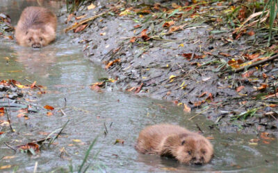 Die Elbtalaue eine Region mit viel Natur